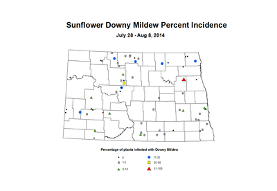 7 28 8 8 Sunflower DM Inc