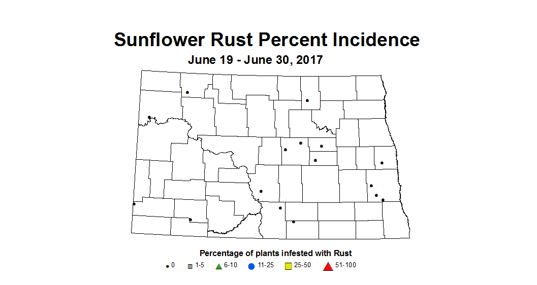 sunflower rustINC 6 19 6 30