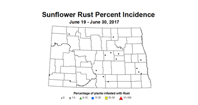 sunflower rustINC 6 19 6 30