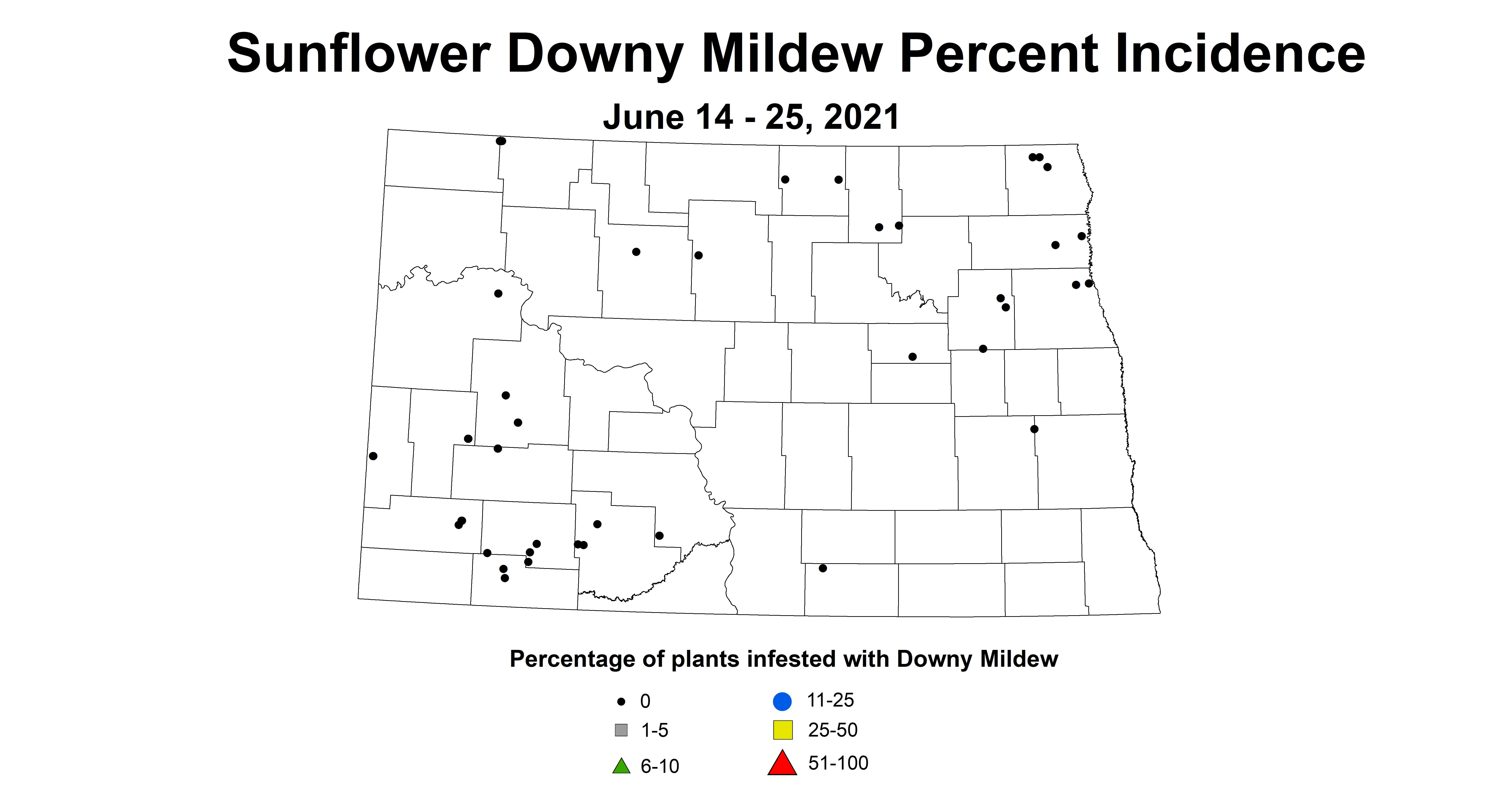 sunflowerDownyMildew 6.14 6.25