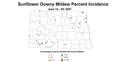 sunflowerDownyMildew 6.14 6.25