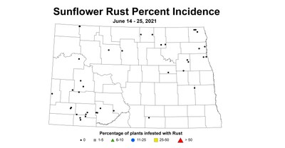 sunflowerRustIncidence 6.14 6.25