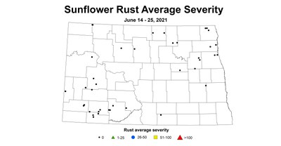 sunflowerRustSeverity 6.14 6.25