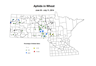 6 30 7 11 Wheat Aphid Tillers
