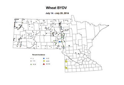 7 14 7 25 Wheat BYDV