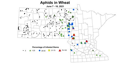 wheatAphids 6.7 6.18