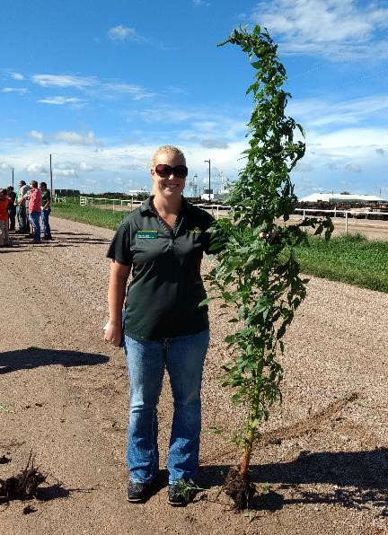 Alicia Harstad with a Palmer Amaranth Plant