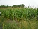 corn near drain tile pump Sept 2, 2009 001