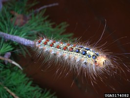 Mature gypsy moth larva: Evgeny Akulov, Russian Research Institute Of Plant Quarantine, Bugwood.org