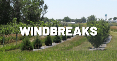 Windbreaks