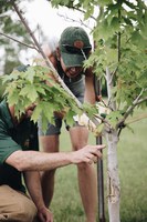 IRA tree pruning