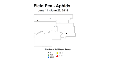 aphids