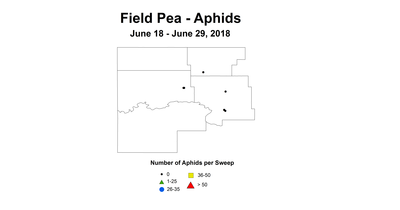 aphid
