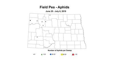 aphid