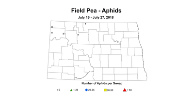 aphid