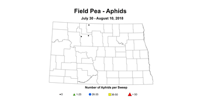 aphid