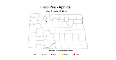 aphid