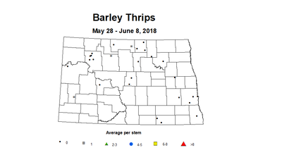 barley thripsstm 5.28 6.8