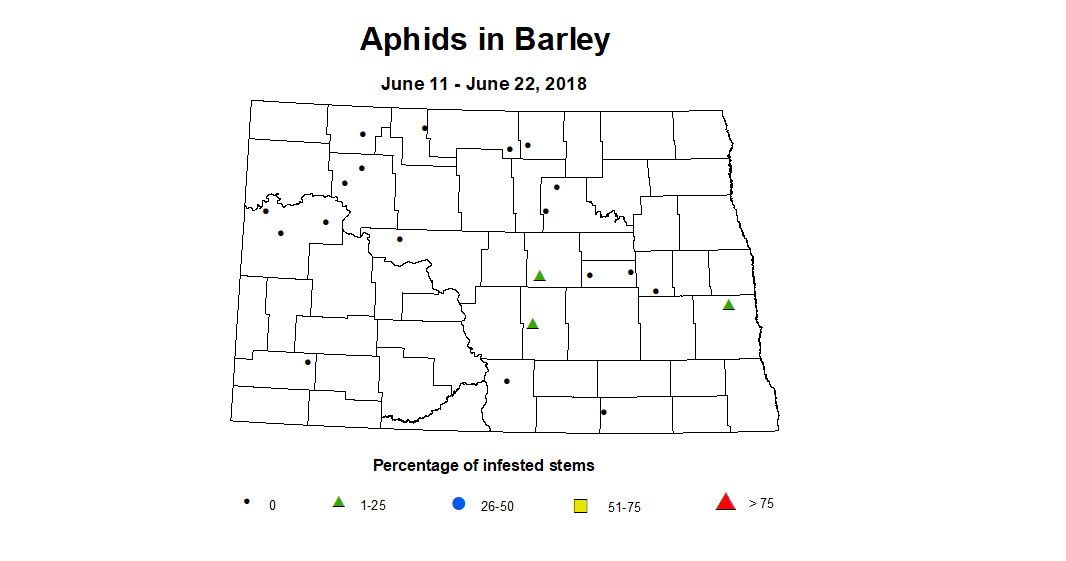 aphids