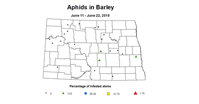 aphids