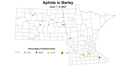 aphids