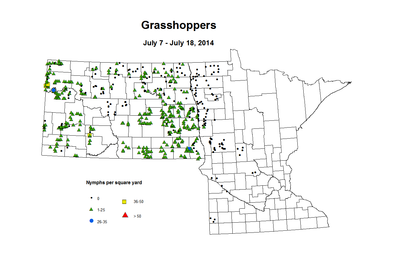 7 7 7 18 Grasshopper Nymphs