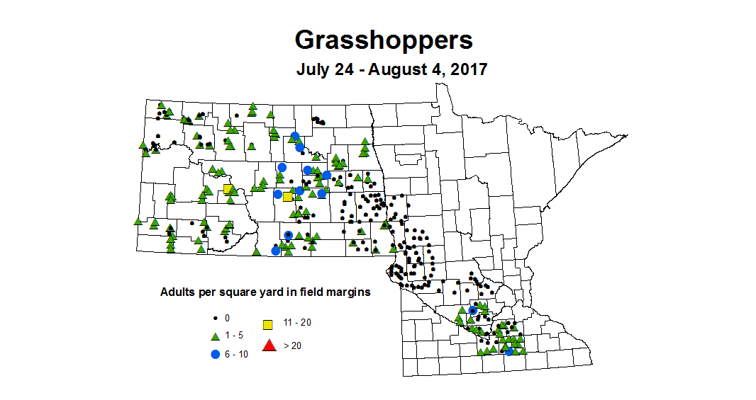 grasshoper adult 7 24 8 4 2017