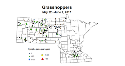 May 22 - June2 grasshopper nymph swps
