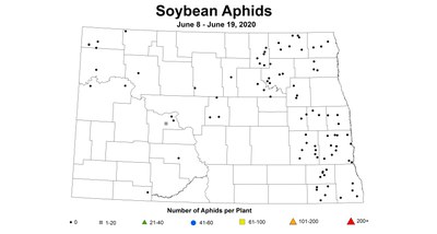 aphidNumber