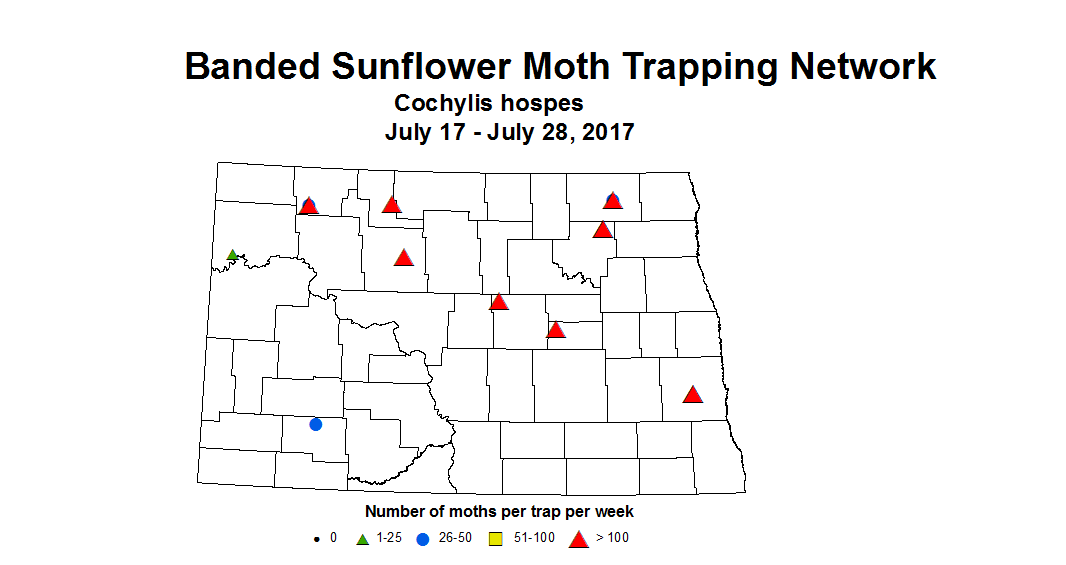 sunflowerInsecttrap bsMoth 7 17 7 28 2017