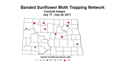 sunflowerInsecttrap bsMoth 7 17 7 28 2017