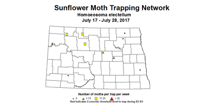 sunflowerInsecttrap sfMoth 7 17 7 28 2017
