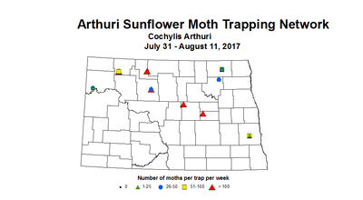 sunflowerInsectTrap arthuri 7 31 8 11 2017