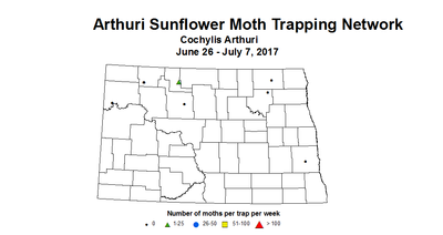 sunflower trap armoth 6 26 7 7