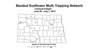 sunflower trap bsmoth 6 26 7 7