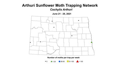 ArthuriSunflowerMoth 6.21 6.25
