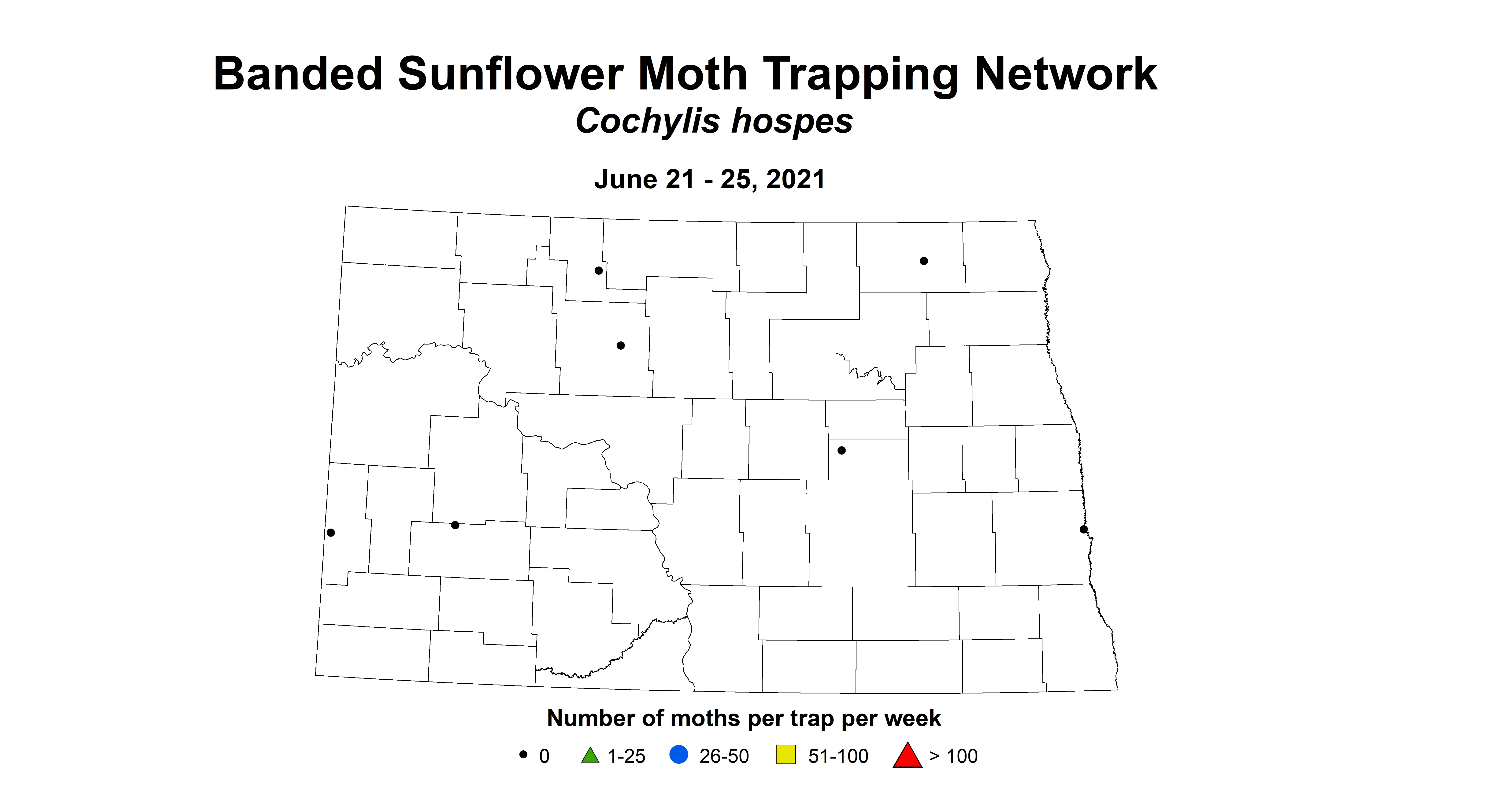 bandedSunflowerMoth 6.21 6.25