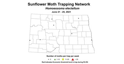 sunflowerMoth 6.21 6.25