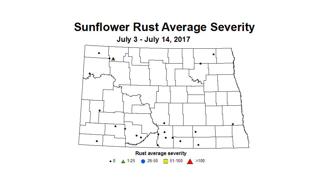 sunflower rustSV 7 3 7 14 2017