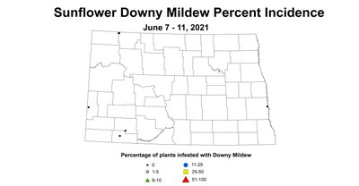 sunflowerMildew6.7 6.11