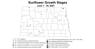 sunflowerGrowthStages 6.7 6.18