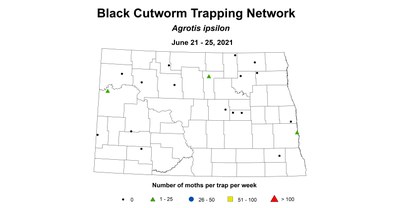 blackCutworm 6.21 6.25