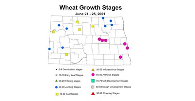 wheatGrowthStages 6.21 6.25