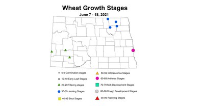 wheatGrowthStages 6.7 6.18