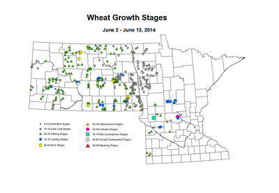 6 2 6 13 Wheat GrowthStages ZGS