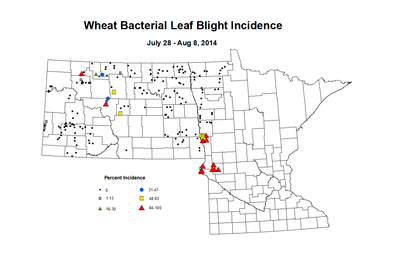 7 28 8 8 Wheat BLBI