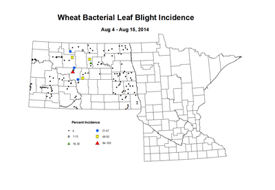 8 4 8 15 Wheat BLBI
