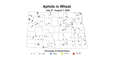 aphid