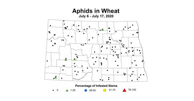 aphid