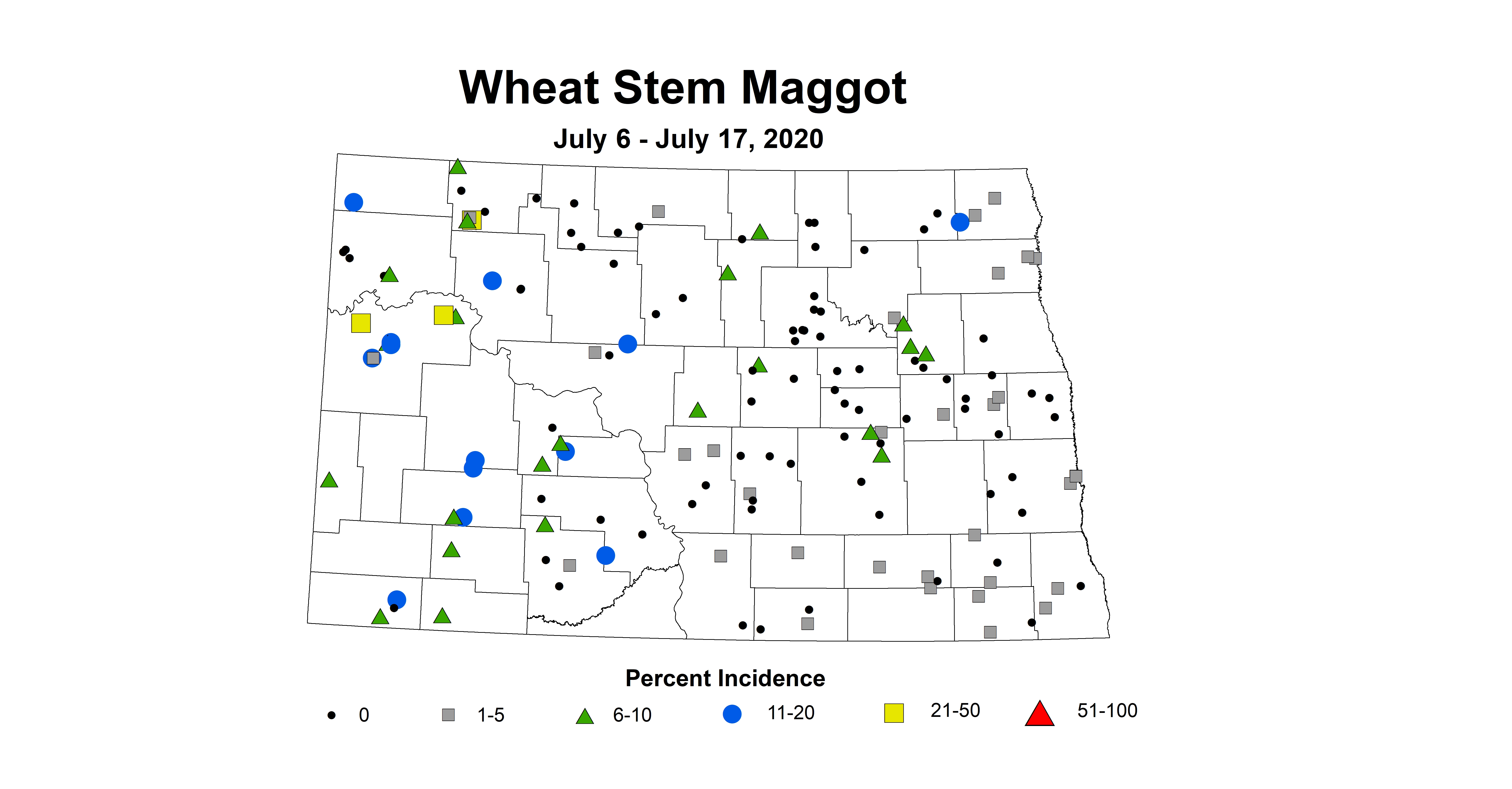 maggot